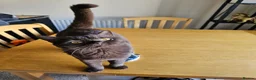 British Shorthair cats for sale: Active chocolate female  - Advert 5
