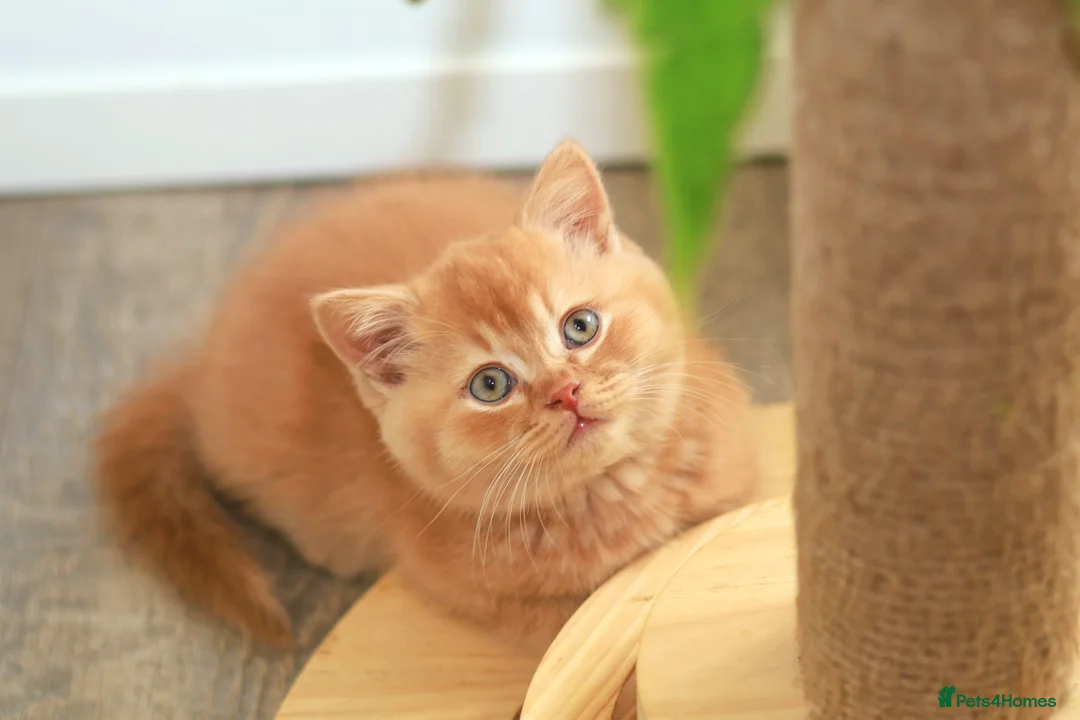 British Shorthair cats for sale: Cinnamon, Lilac & Ginger TICA Reg - Advert 11