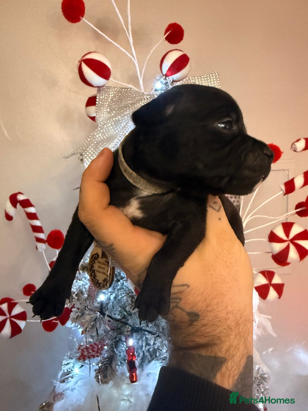 Staffordshire Bull Terrier dogs for sale: Champion sired Staffordshire bull terriers - Advert 8