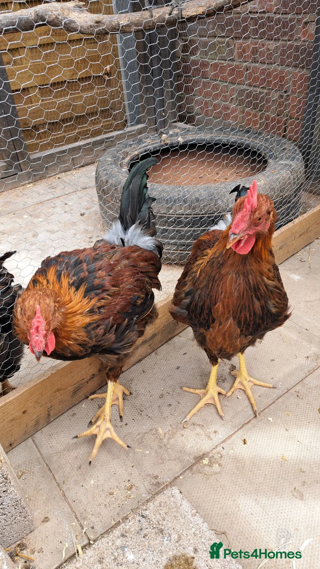 Chickens poultry for sale: Pure breed, Wellsummer cockerels  in Mold - Advert 7