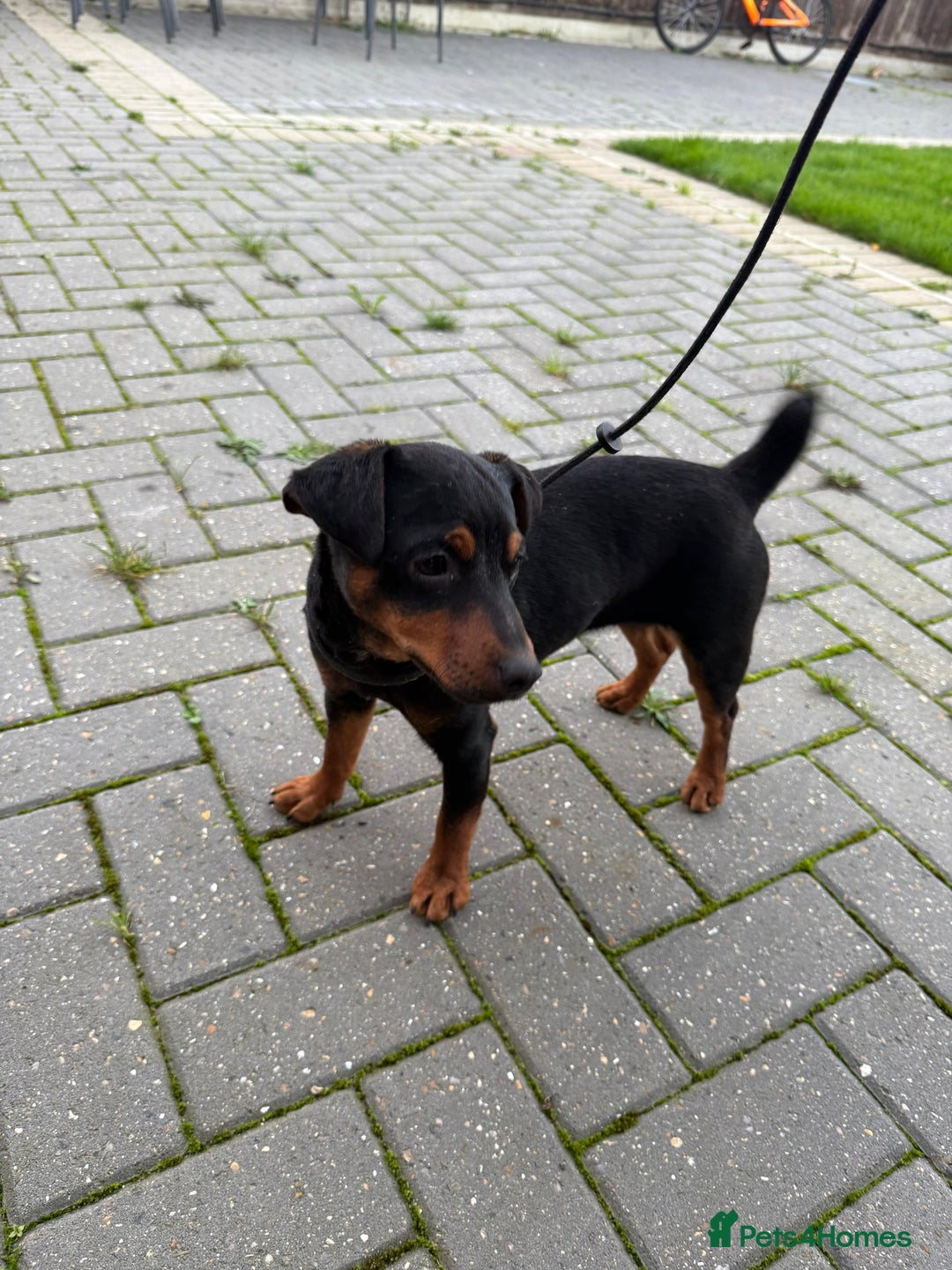 Jack Russell dogs for sale: Jack Russell terrier 15 months old - Advert 2