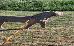 American Bully dogs for sale: 1 year old American Bully - Image 7