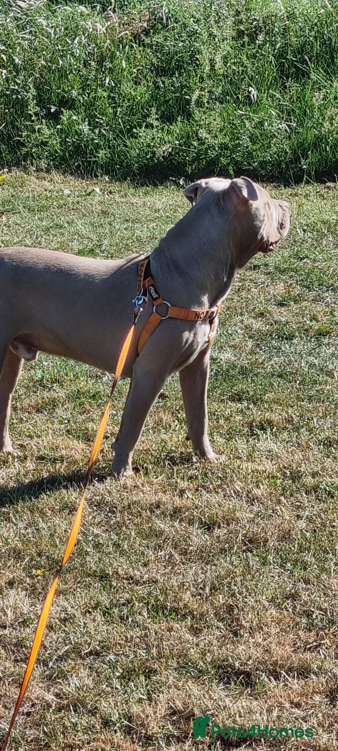 American Bully dogs for sale: 1 year old American Bully - Image 7