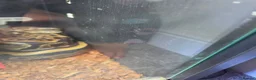 Python Snake reptiles for sale: Royal contrictor female python  in Fareham - Advert 1