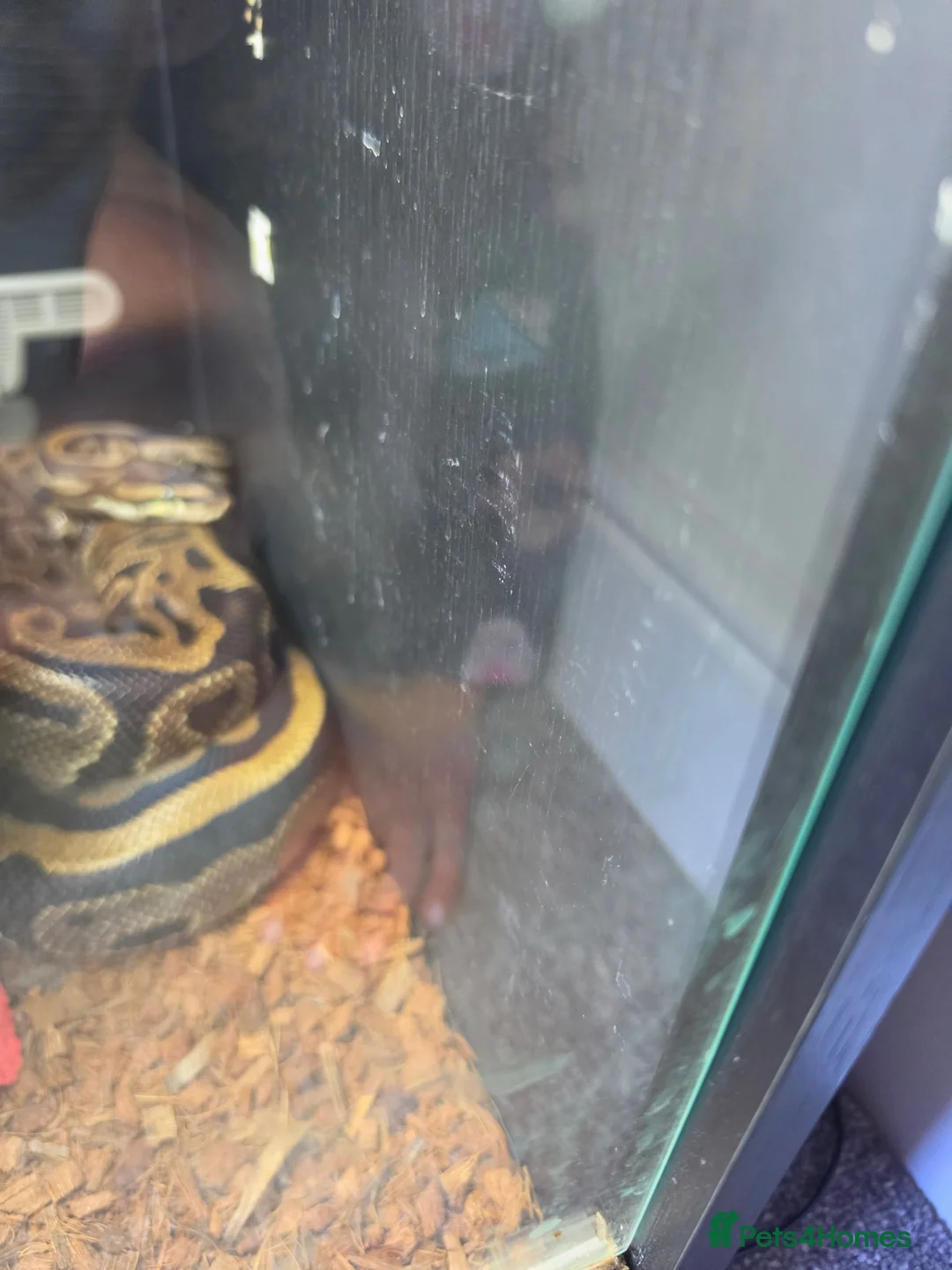 Python Snake reptiles for sale: Royal contrictor female python  in Fareham - Advert 1
