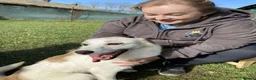 Mixed Breed dogs for adoption: Bizzy for adoption in Leighton Buzzard - Advert 5