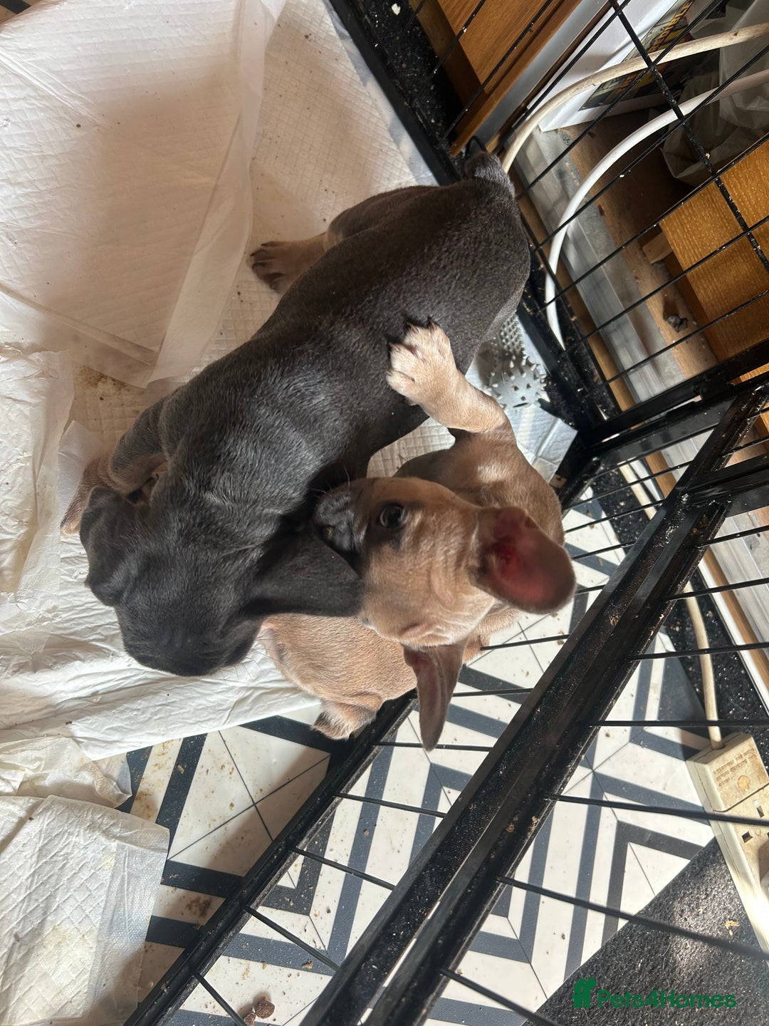 French Bulldog dogs for sale: French bull dogs  - Image 6