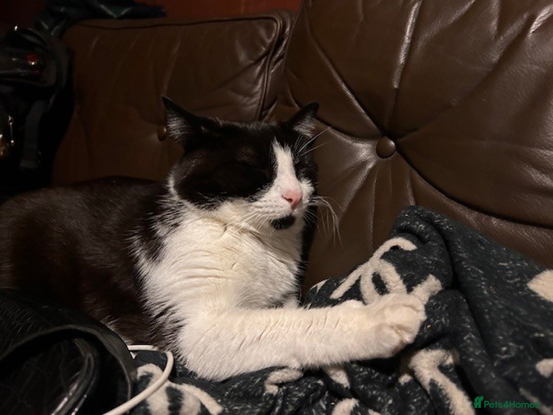 British Shorthair cats for sale: URGENT free - rehoming my beautiful cat <3 - Image 4