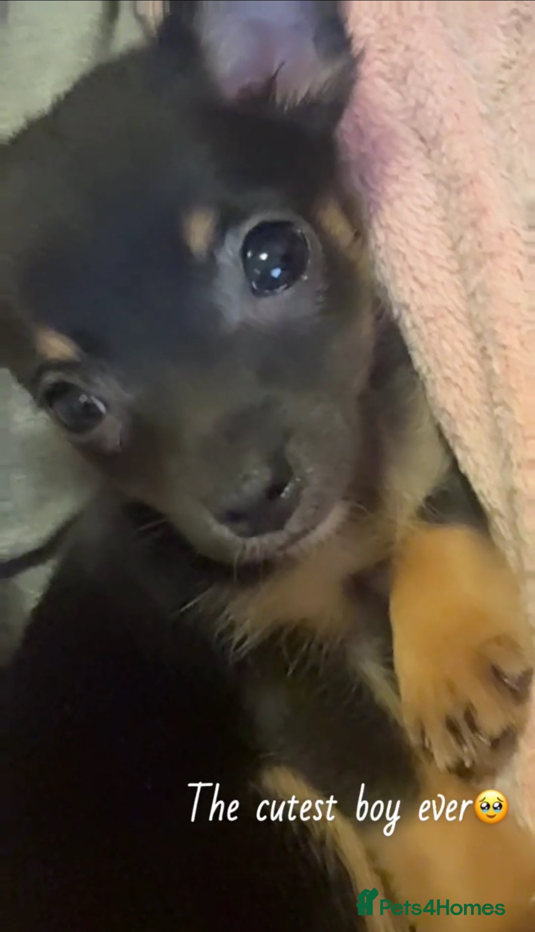 Chorkie dogs for sale: Chorkie Puppy – Calm Temperament - Advert 2