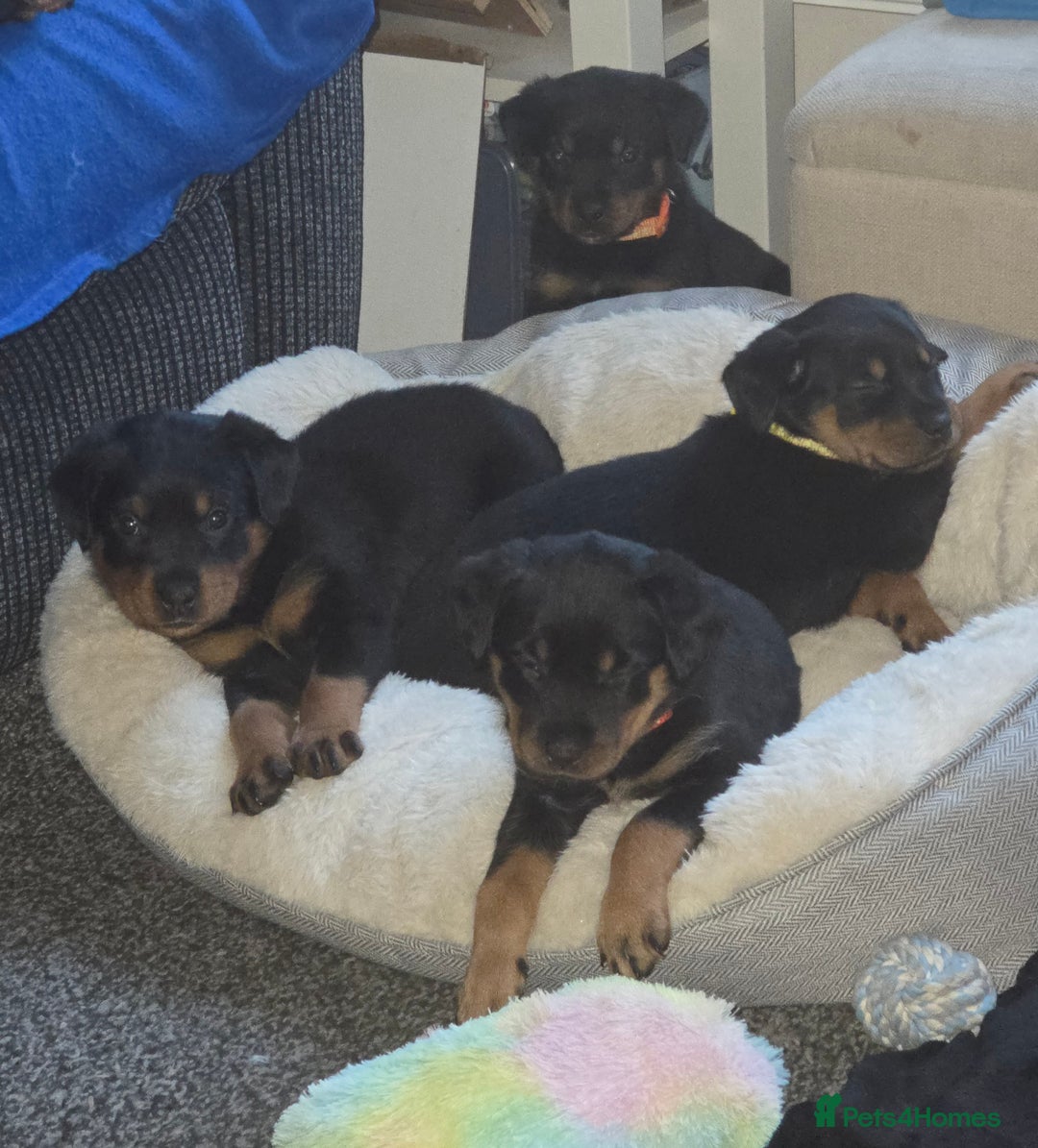 Rottweiler dogs for sale: Indie & dozer pups  - Advert 31