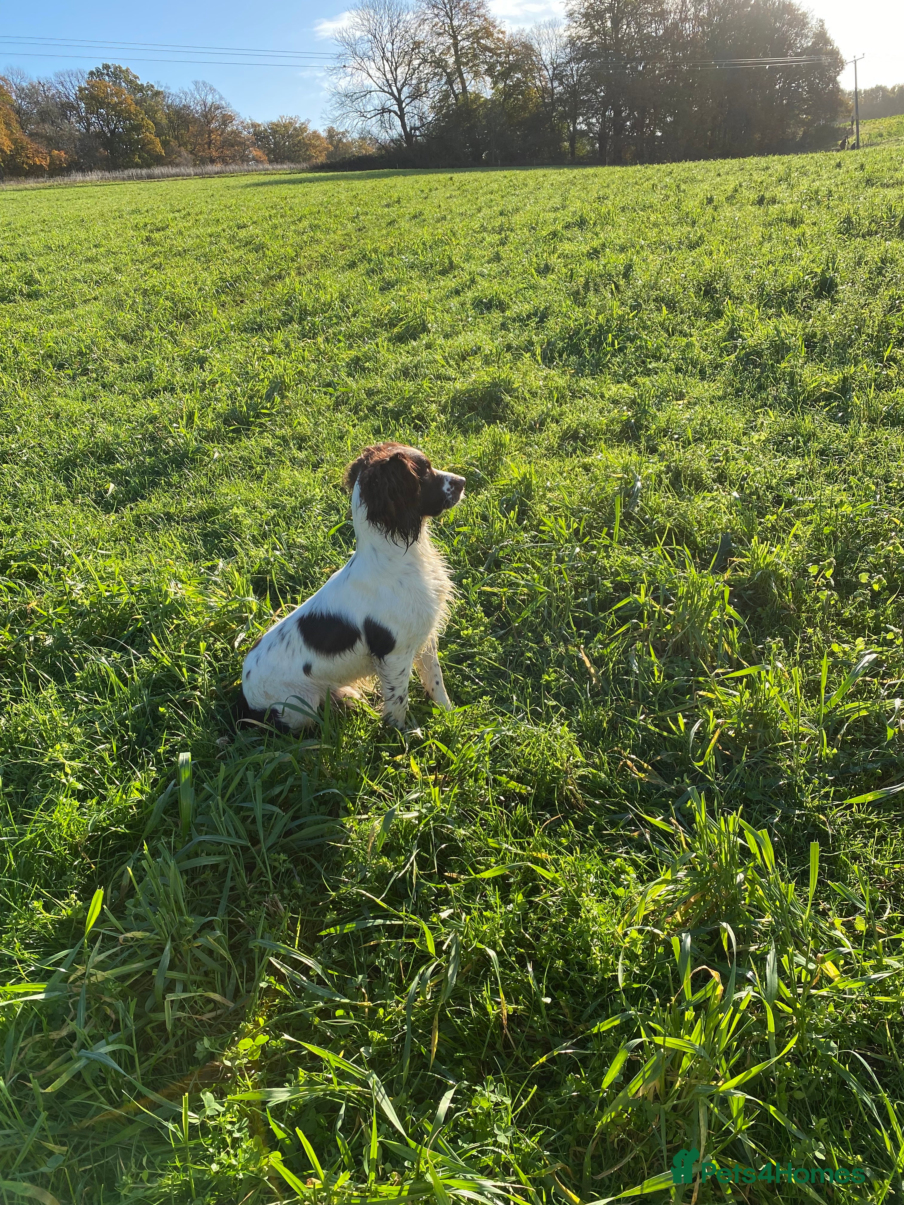 English Springer Spaniel dogs for stud: 🌟🌟Health Tested L&W Springer Stud🌟🌟 in Malmesbury - Advert 8