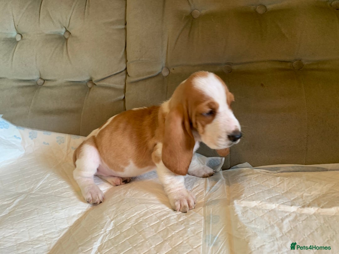Basset Hound dogs for sale: Basset Hound Puppies - Image 11