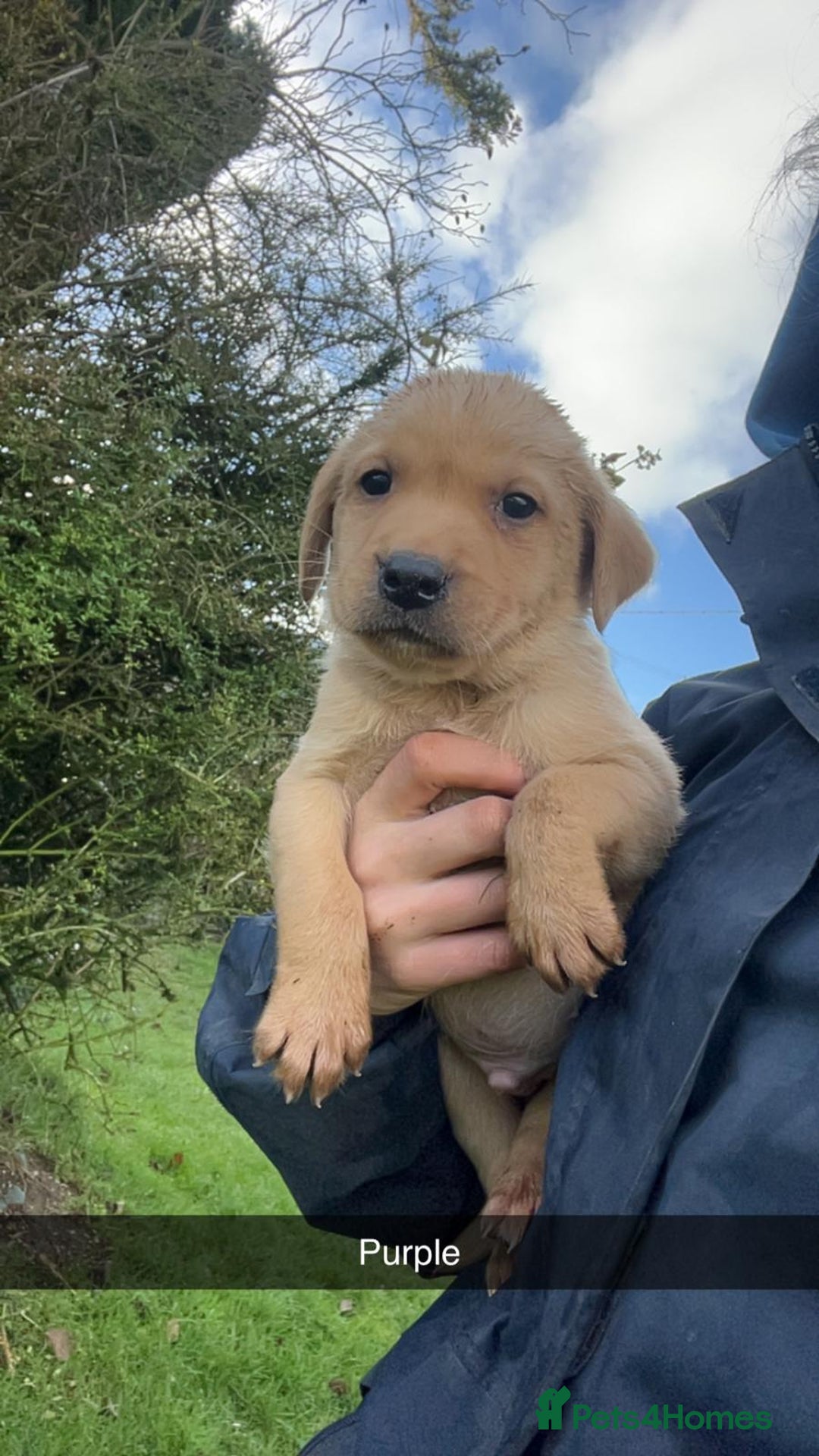 Labrador Retriever dogs for sale: Stunning litter of 9 pups - Advert 5