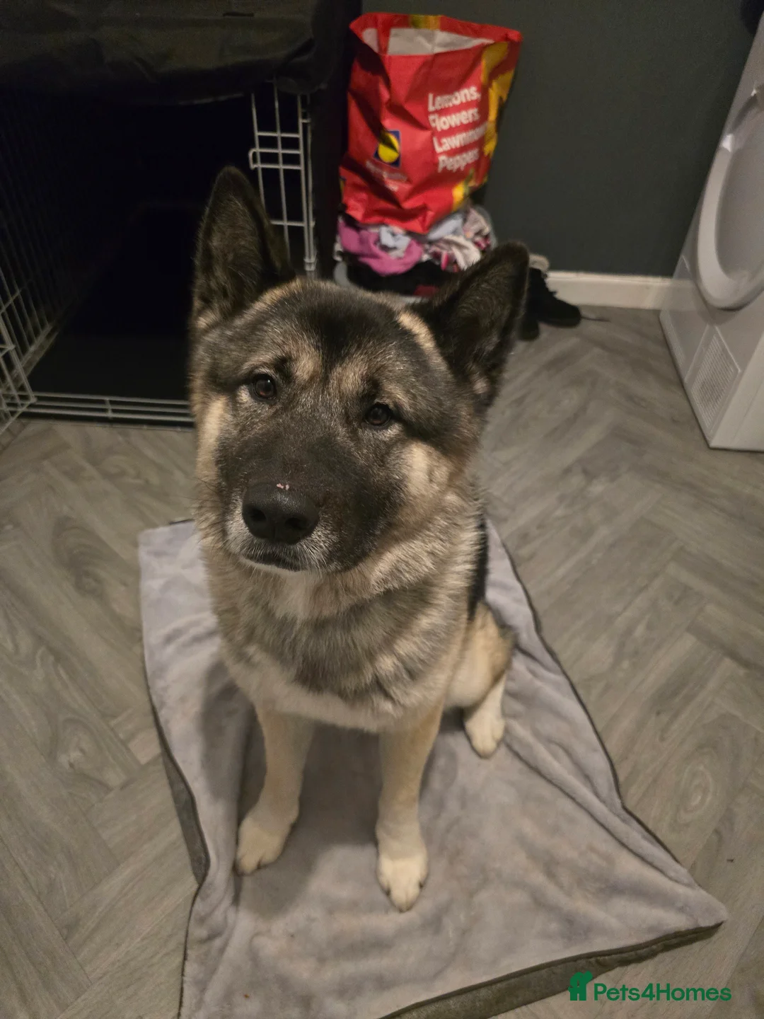 Mixed Breed dogs for sale: Pedro - Advert 2