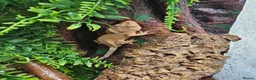 Gecko reptiles for sale: Crested geckos - Advert 2