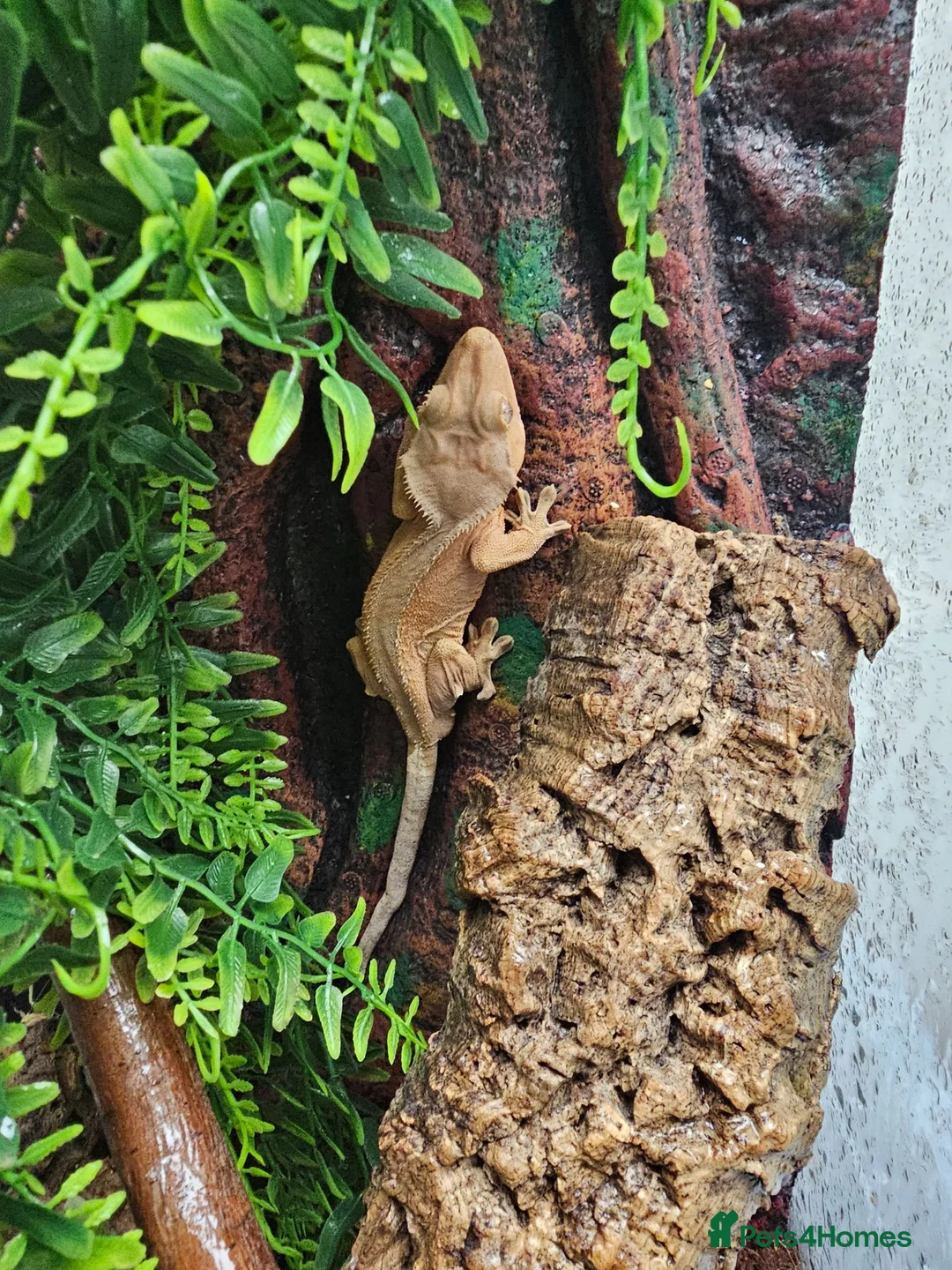 Gecko reptiles for sale: Crested geckos - Advert 2