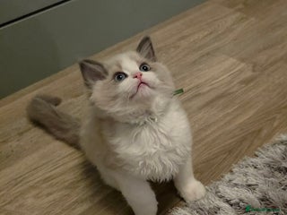 Ragdoll cats Chunky tica registered Ragdoll Kitten 😸 - Advert 1