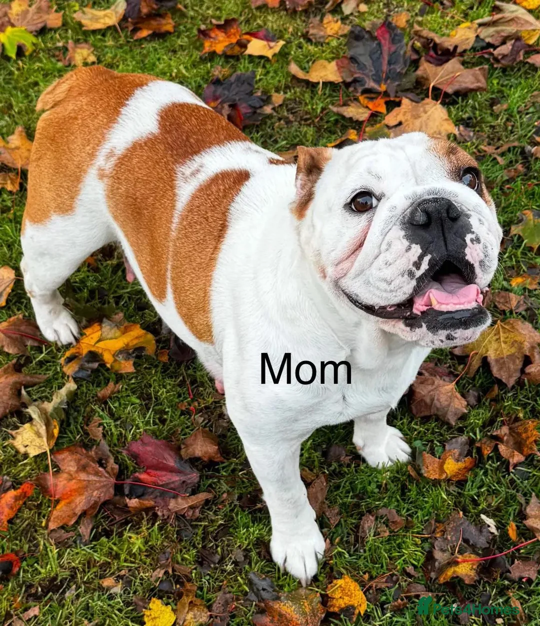 English Bulldog dogs for sale: PURE English Bulldog Pups❤️ 1 Boy & 2 Girls Ready - Advert 10
