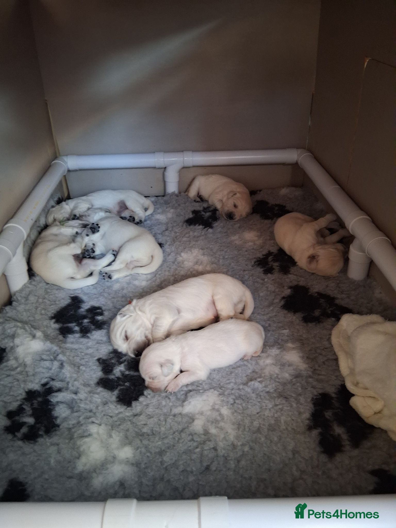 Golden Retriever dogs Stunning Golden Retriever Puppies  - Advert 12
