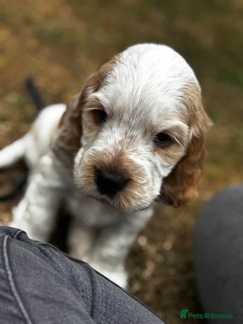 Cocker Spaniel dogs - Advert 1