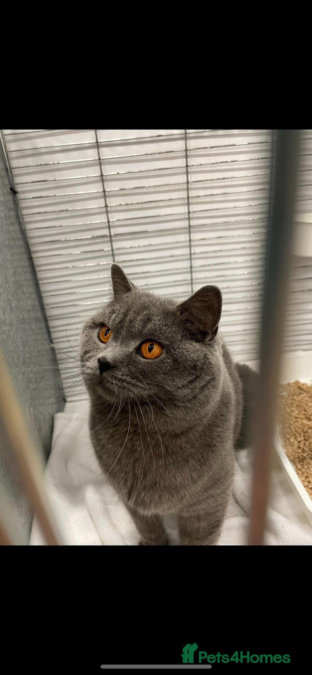 British Shorthair cats for stud: Blue n lilac copper eyed/ Quality PROVEN STUDS - Advert 3