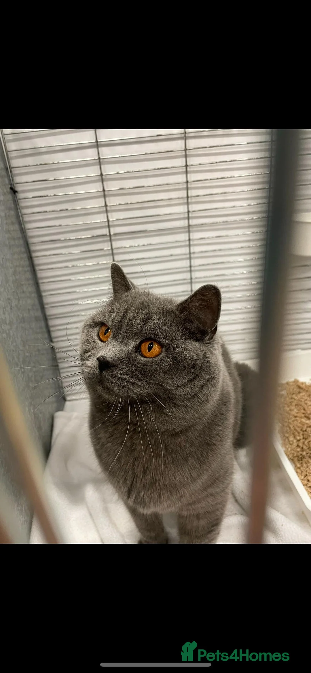 British Shorthair cats for stud: Blue n lilac copper eyed/ Quality PROVEN STUDS - Advert 3