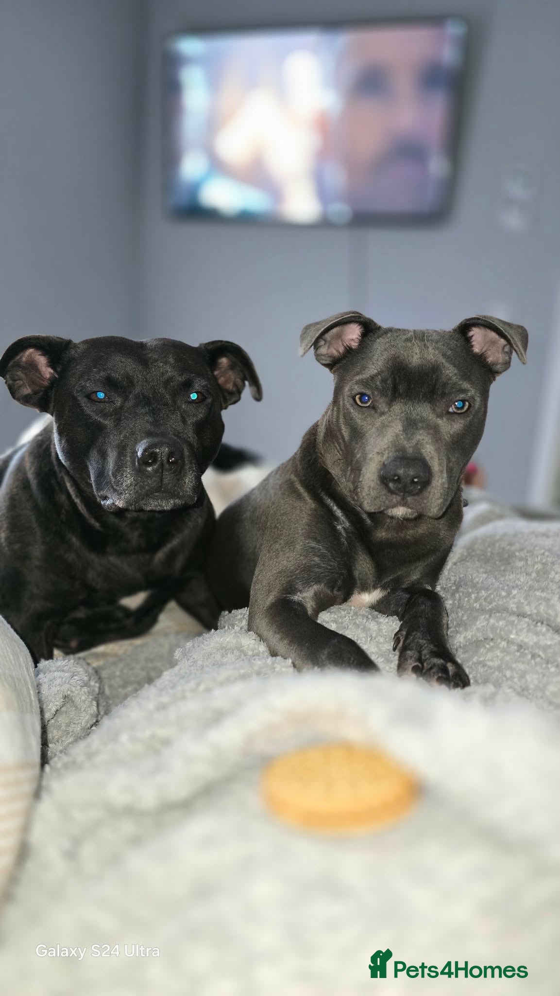 Staffordshire Bull Terrier dogs Staffy pups for sale  - Advert 2