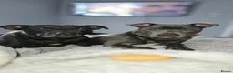 Staffordshire Bull Terrier dogs for sale: Staffy pups for sale  - Advert 1