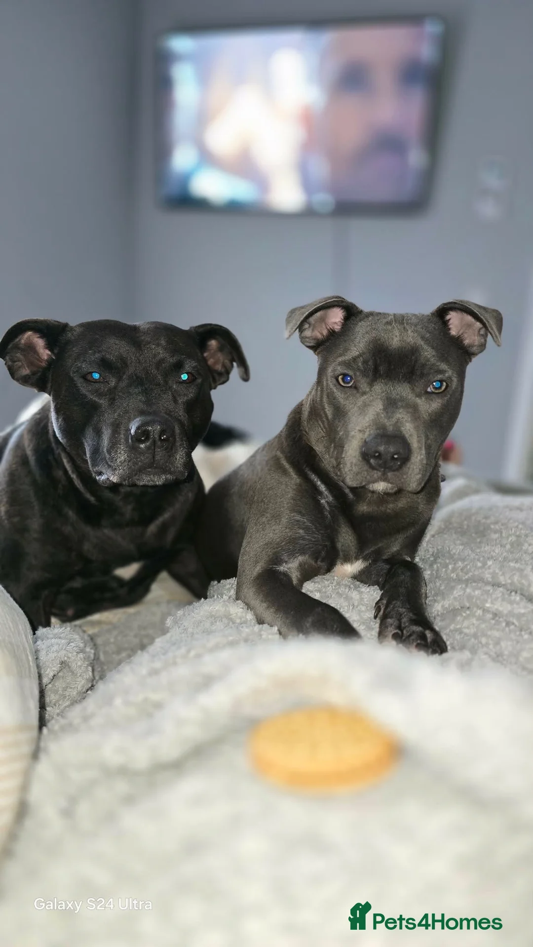 Staffordshire Bull Terrier dogs for sale: Staffy pups for sale  - Advert 1