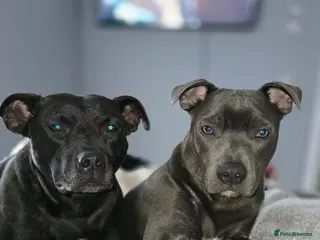 Staffordshire Bull Terrier dogs Staffy pups for sale - Advert 6