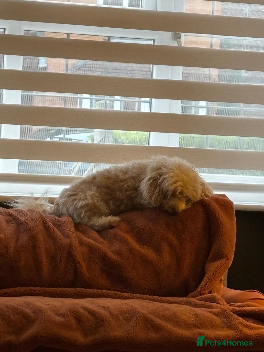 Mixed Breed dogs for adoption: A Sensitive Soul Looking for His Safe, Loving Home - Advert 18