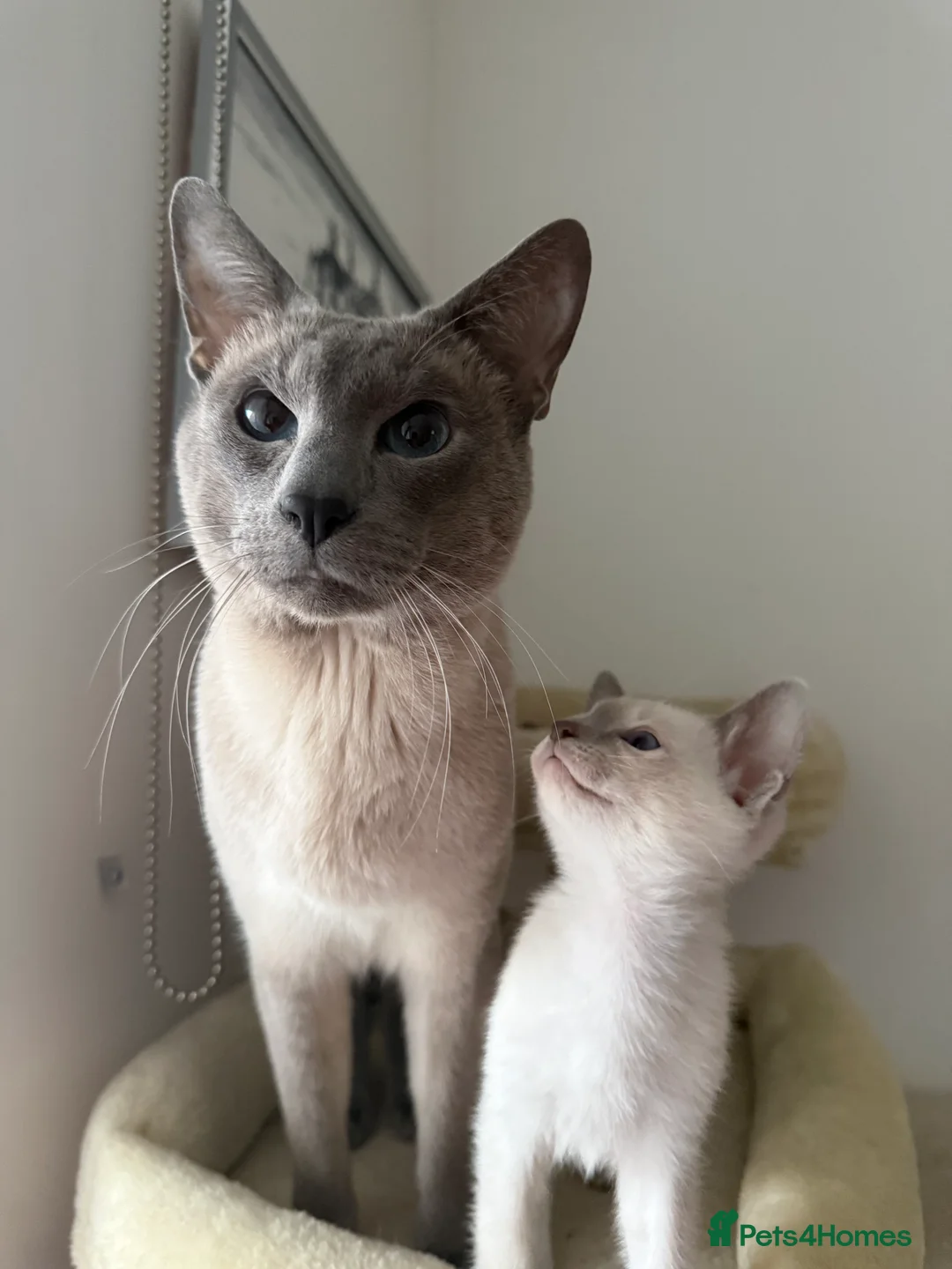 Siamese cats for sale: 3 adorable Siamese kittens 😻 - Advert 13