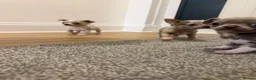 Chihuahua dogs for sale: Stunning litter of Merle & lilac chihuahuas  - Advert 3