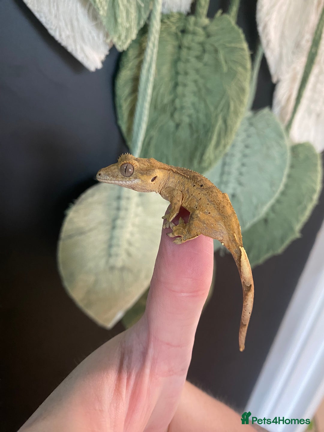 Gecko reptiles for sale: Baby crested geckos, mixed morphs in Wolverhampton - Image 4