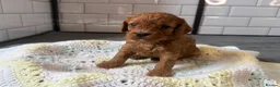 Cavapoo dogs for sale: Beautiful Cavapoo pups ready to leave 20th August! in Thetford - Advert 9