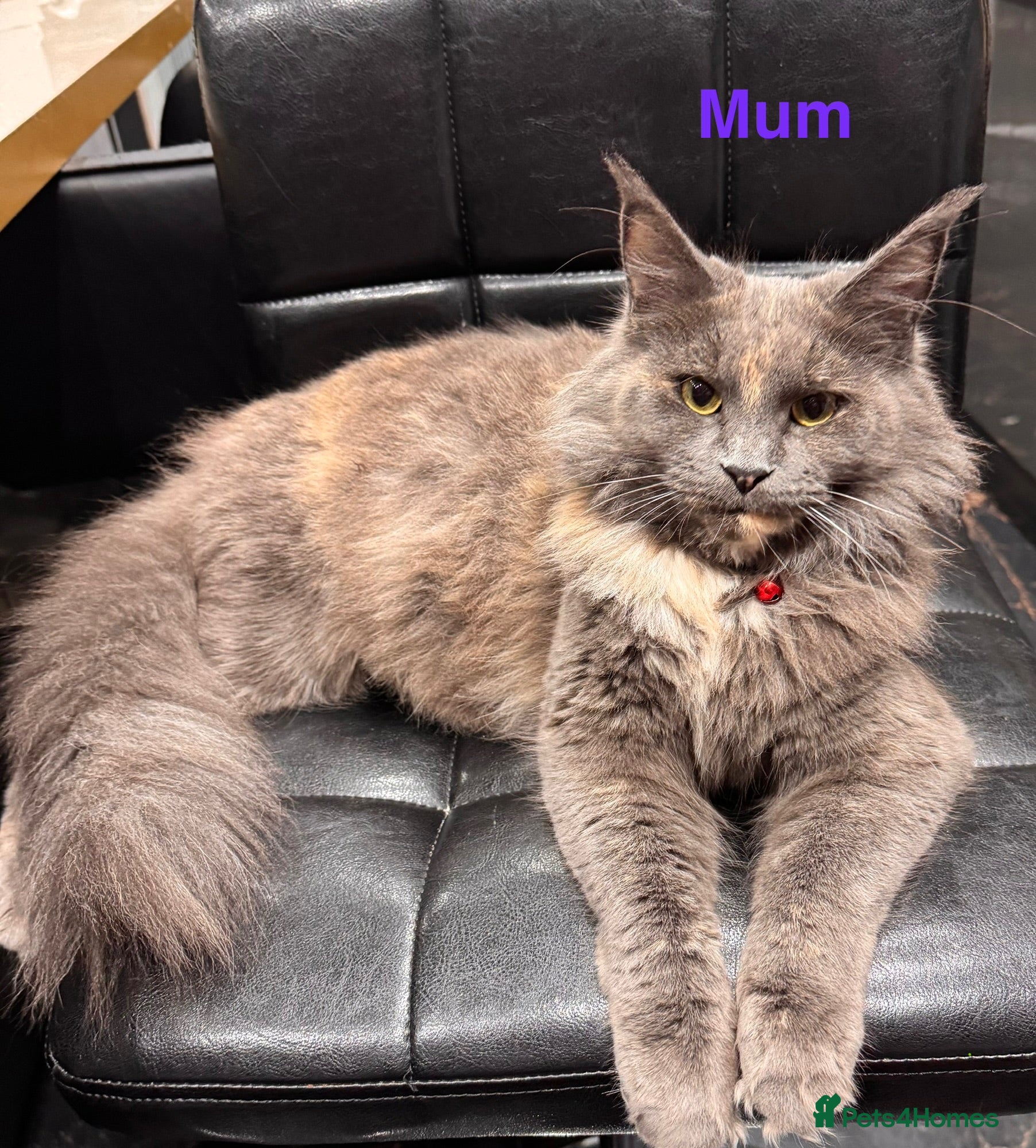 Maine Coon cats Half Maincoon Kittens  - Advert 2