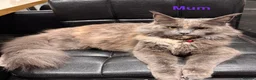 Maine Coon cats for sale: Half Maincoon Kittens  - Advert 2