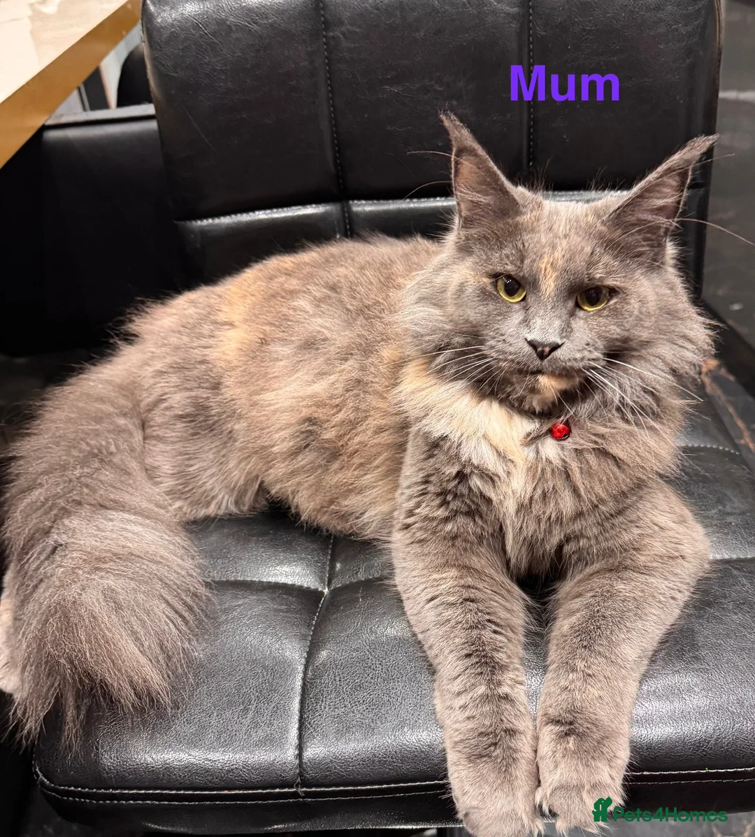 Maine Coon cats for sale: Half Maincoon Kittens  - Advert 2