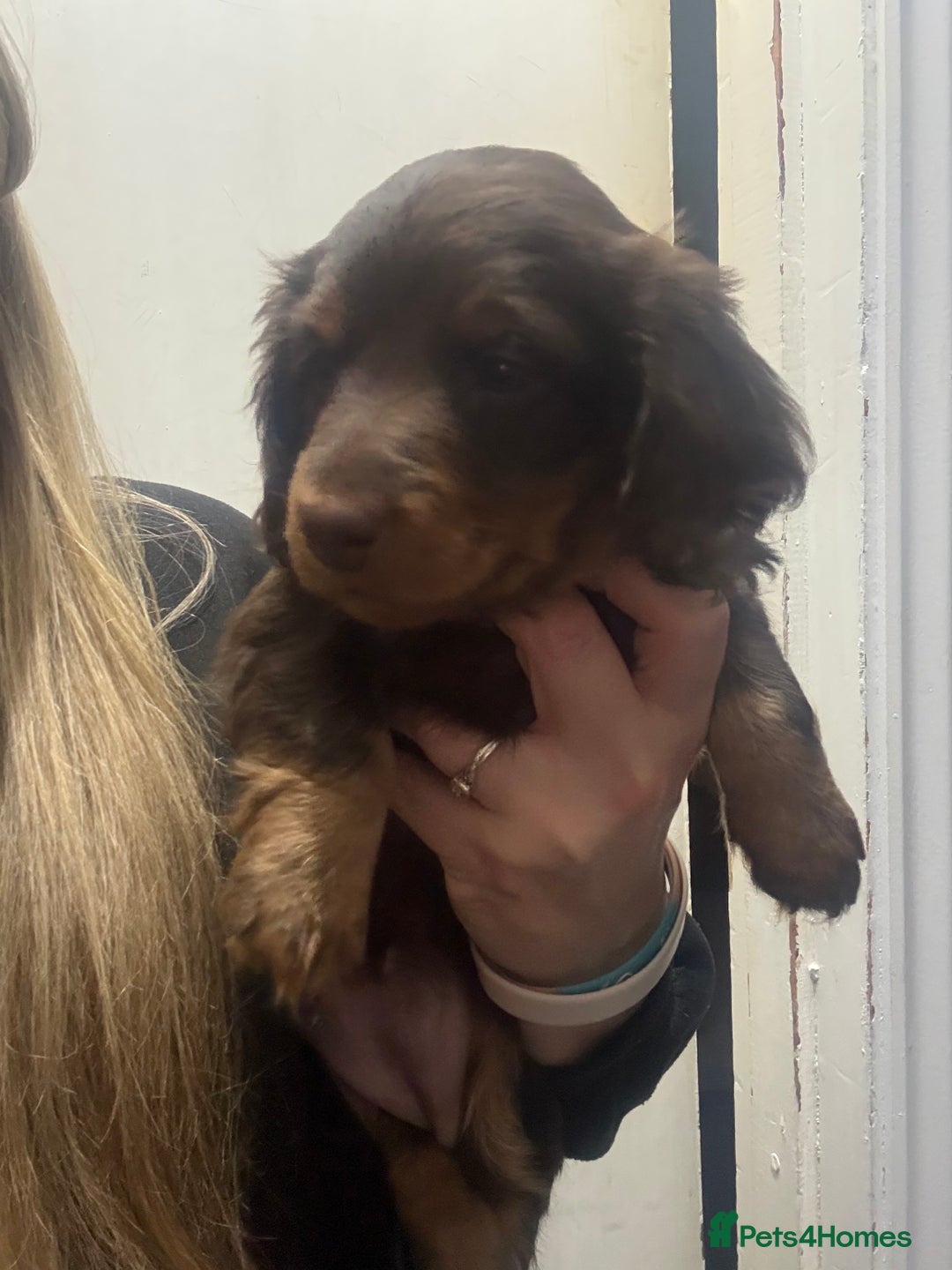 Dachshund dogs for sale: Dachshund puppies for sale  - Advert 3