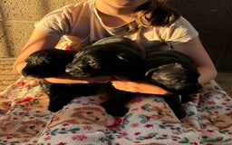 Mixed Breed dogs for sale: Pointer x poodle (pooters) - Image 1
