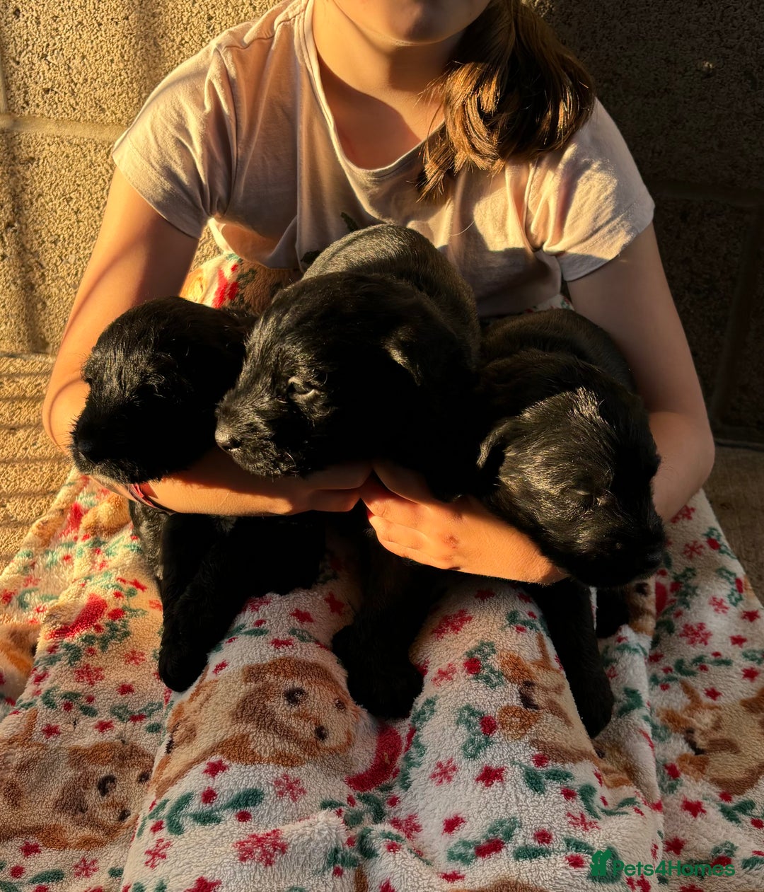 Mixed Breed dogs for sale: Pointer x poodle (pooters) - Image 1