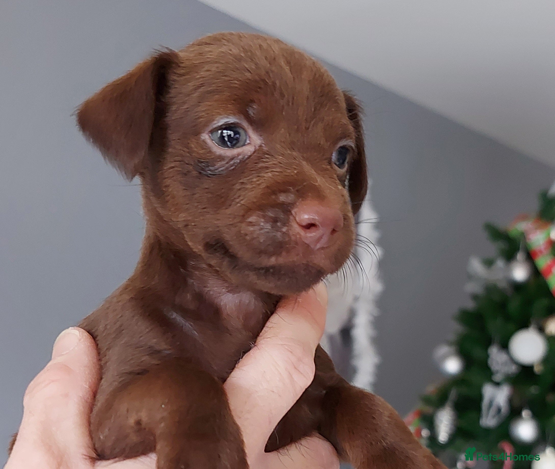 Patterdale Terrier dogs Patterdale terrier puppies  - Advert 12