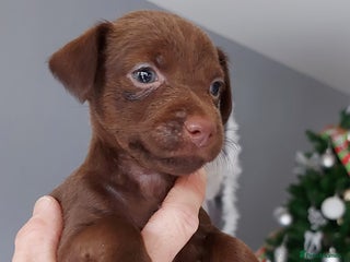 Patterdale Terrier dogs Patterdale terrier puppies - Advert 12