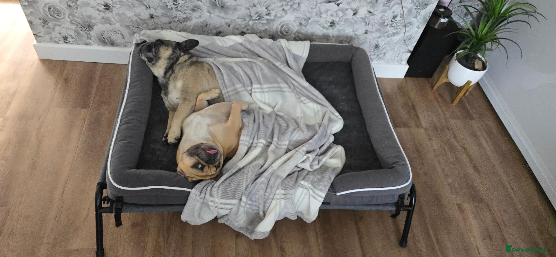 French Bulldog dogs 2 french bulldogs MUST STAY TOGETHER  - Advert 5