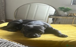 Staffordshire Bull Terrier dogs for stud: Gorgeous Blue Staffordshire Bull Terrier for Stud - Image 5