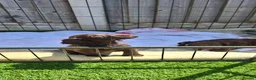 Cocker Spaniel dogs for sale: KC working Cocker puppies  - Advert 15