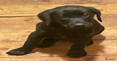 Labrador Retriever dogs - Advert 8