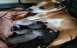 Mixed Breed dogs for sale: Staffordshire Bull Terrier Puppies-Female and Male in Bridgwater - Image 6