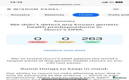 Maltese dogs for sale: Korean doll face puppies - Advert 9