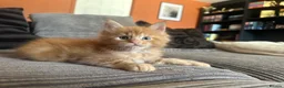 Maine Coon cats for sale: 🧡 Two Male Maine Coon Babies🧡 - Advert 9